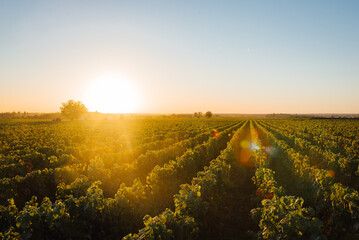 paysage de vignes. Vignoble de Bourgogne. Vignes en France. Production de vin. Lever de soleil sur...