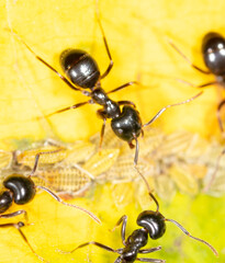 Close-up of ants and aphids on a leaf. Macro