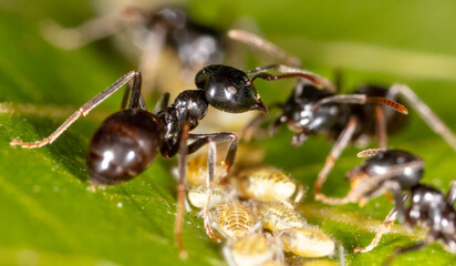 Close-up of ants and aphids on a leaf. Macro