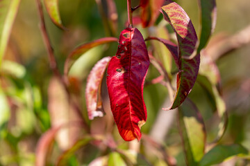 Red leaf on a peach tree in autumn