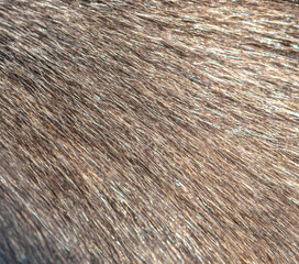 Gray cat fur as an abstract background. Texture