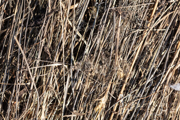 Dry grass in nature as an abstract background. Texture