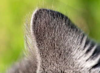 Close-up of a cat's ear in nature. Macro