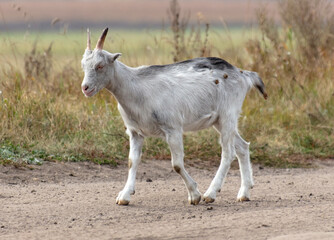 Obraz premium A goat walks along a dirt road to a pasture