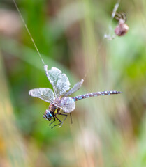 A dragonfly hangs on a web. Close-up