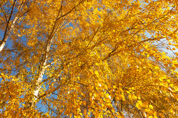 Golden leaves on a birch in autumn