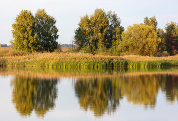 Trees with reeds on a lake in summer