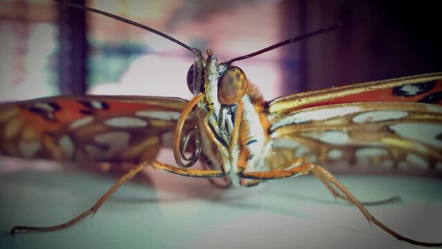Macro shot of a Monarch butterfly
