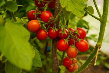 Beautiful red ripe cherry tomatoes grown in a greenhouse