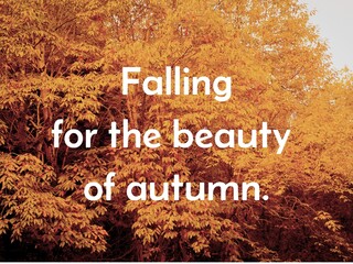 Naklejka premium Composite of falling for the beauty of autumn text over autumn trees