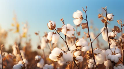 Fotobehang A blossoming organic white natural cotton plant in a sustainable field Scientific name: Gossypium © ND STOCK