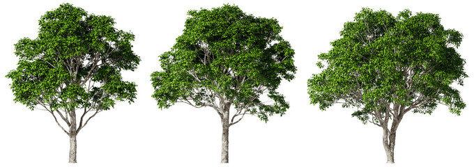Environmental outside eco trees shapes collections isolated on transparent backgrounds 3d render png - obrazy, fototapety, plakaty