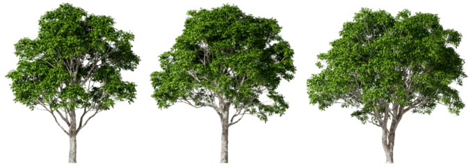 Fotobehang Environmental outside eco trees shapes collections isolated on transparent backgrounds 3d render png © Krit