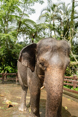 Naklejka premium Elephants in Bali sanctuary park