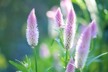 ピンク色のノゲイトウのアップ