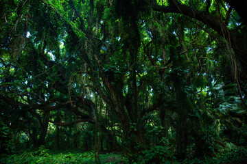 Lush, green beautiful tropical forest in Hawaii. Thick, healthy Rainforest jungle scenic photo