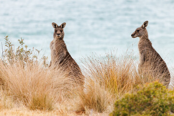 Two eastern grey kangaroos with an ocean background
