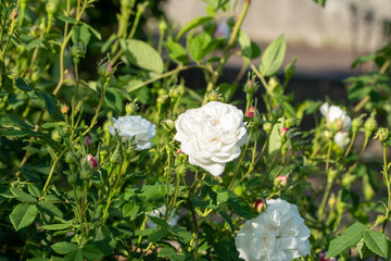 島田市バラの丘公園のバラ