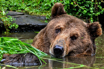 Closeup of the head of a brown bear was soaking in a small pool while looking at the camera.