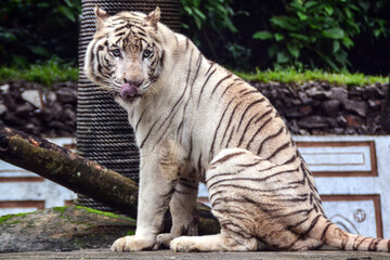 A white tiger was sitting while sticking out his tongue to cleaned the remaining food that was still stuck around his mouth.