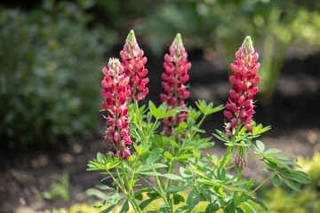 Pink garden flowers lupins. Nature, summer.