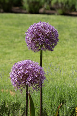 Blooming Purple Decorative onion, allium. Vertical frame.