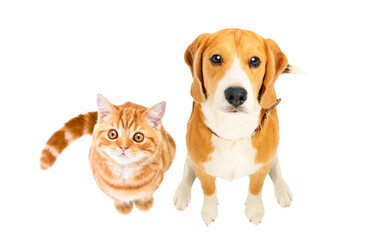 Cute Beagle dog and kitten Scottish Straight sitting together, top view, isolated on white background