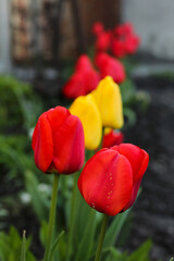 Red and yellow tulips grow in garden