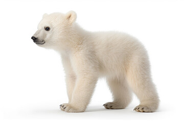 Obraz premium Polar bear cub on white background