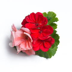 Pink and red geranium flower blossoms with green leaves isolated on white background, geranium flower template concept. Close up view
