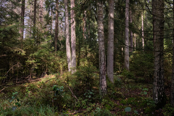 Fototapeta premium Autumnal coniferoustree stand with moss and broken trees