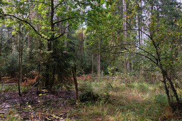 Autumnal deciduous tree stand with moss and broken trees