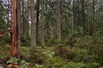 Obraz premium Autumnal coniferoustree stand with moss and broken trees