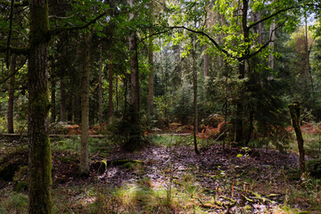Autumnal deciduous tree stand with moss and broken trees