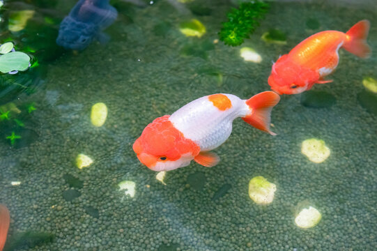 Goldfish in aquarium fish pond close up