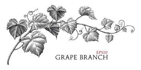Grape branch hand drawing vintage style black and white clip art - 675138106