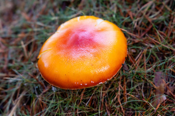Small mushrooms in the Sierra de Guadarrama National Park, Madrid, Spain