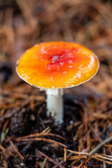 Small mushrooms in the Sierra de Guadarrama National Park, Madrid, Spain