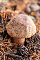 Small mushrooms in the Sierra de Guadarrama National Park, Madrid, Spain