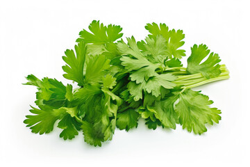 Cilantro fresh healthy herb on white background. Fresh wholefoods farmer's market produce. Healthy lifestyle concept and healthy food.