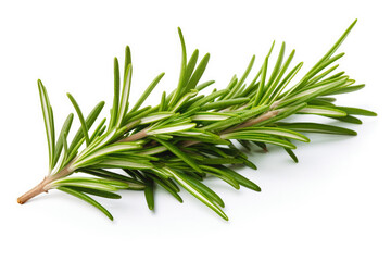 Fototapeta premium Rosemary fresh healthy herb leaves on white background. Fresh wholefoods farmer's market produce. Healthy lifestyle concept and healthy food.