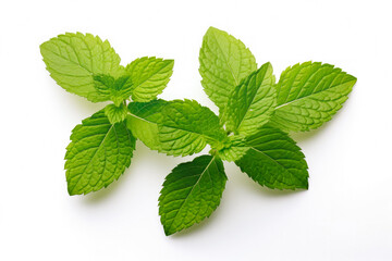 Mint fresh healthy herb leaves on white background. Fresh wholefoods farmer's market produce. Healthy lifestyle concept and healthy food.