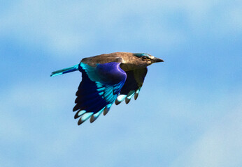 Indian Roller bird in flight against a clear  background with wings placed downward