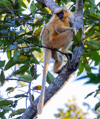 The rare golden langur in its natural habitat seated in a tree in a classic portrait shot