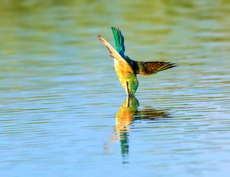 Green bea eater with beak submerged in water during a dive shot 