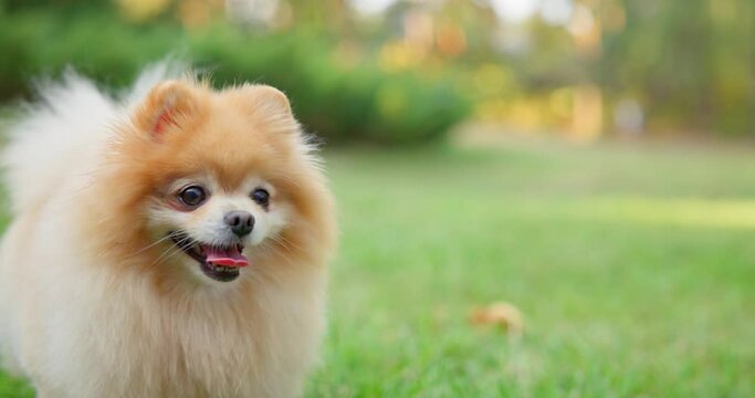 Happy Little Cute Fluffy Pedigree Pomeranian Dog walking outdoor at park on a grass lawn
