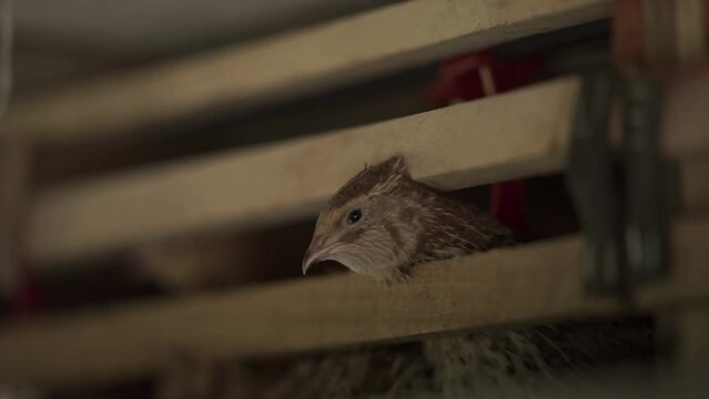 The quail is raising its head in the coop