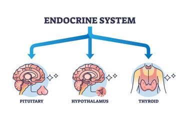 Three main parts of endocrine system with major glands outline diagram. Labeled educational pituitary, hypothalamus or thyroid hormone organs and anatomical endocrinology division vector illustration - obrazy, fototapety, plakaty
