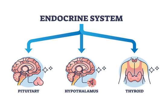 Three main parts of endocrine system with major glands outline diagram. Labeled educational pituitary, hypothalamus or thyroid hormone organs and anatomical endocrinology division vector illustration