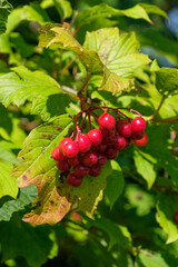 Gewöhnliche Schneeball (lat.: Viburnum opulus) - hochformat